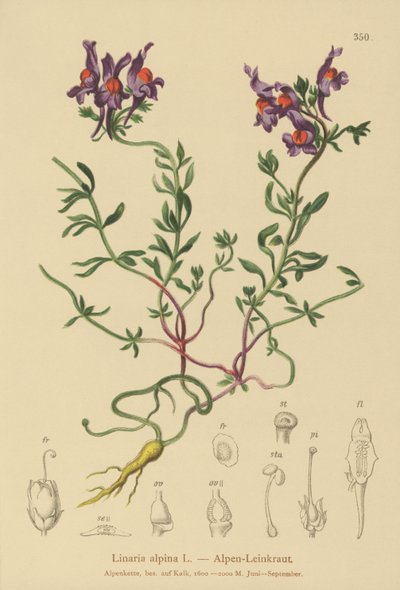 Alpine Toadflax by German School